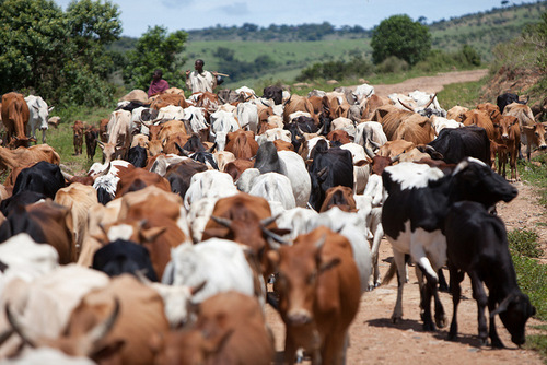 Maasai cattle