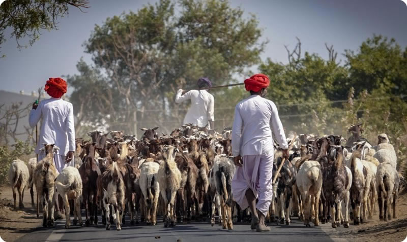 Goat herders Gujarat