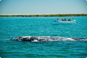 Baja Whales and Boat