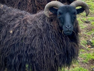 Black sheep in Scotland