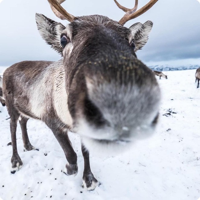 Lapland Tour Reindeer