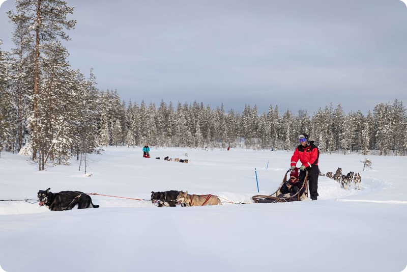 Dog Sledding Lapland Tour