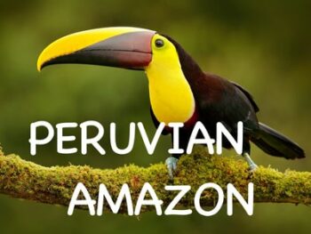 Toucan Peru Amazon Rainforest