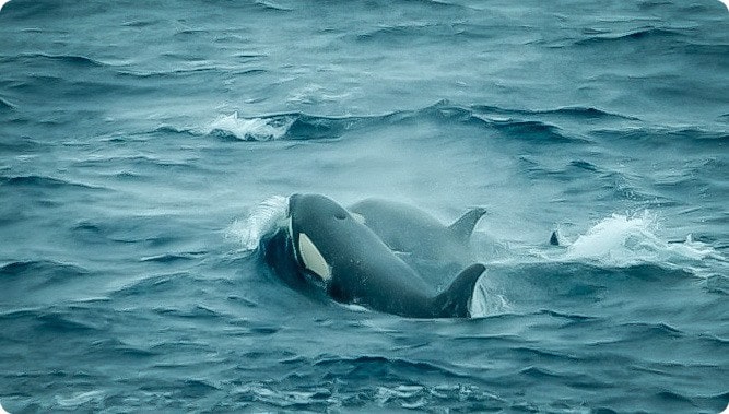 Antarctica Orca Whales