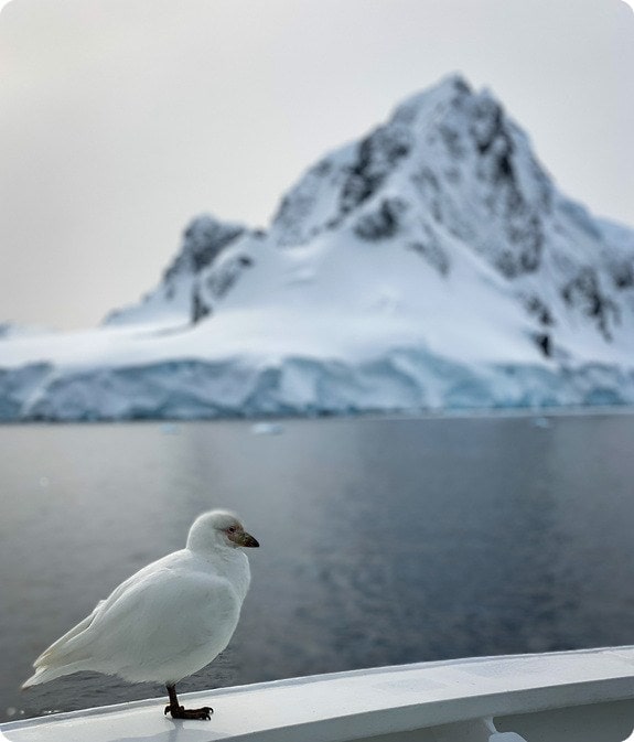 Antarctica Seagull