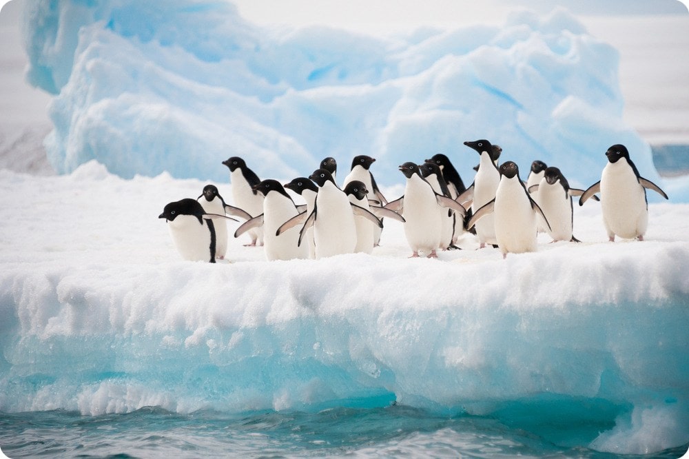 Penguins Antarctica Tour