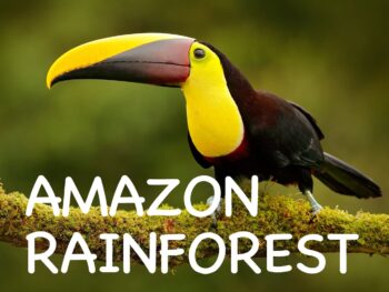 Amazon Rainforest Tour