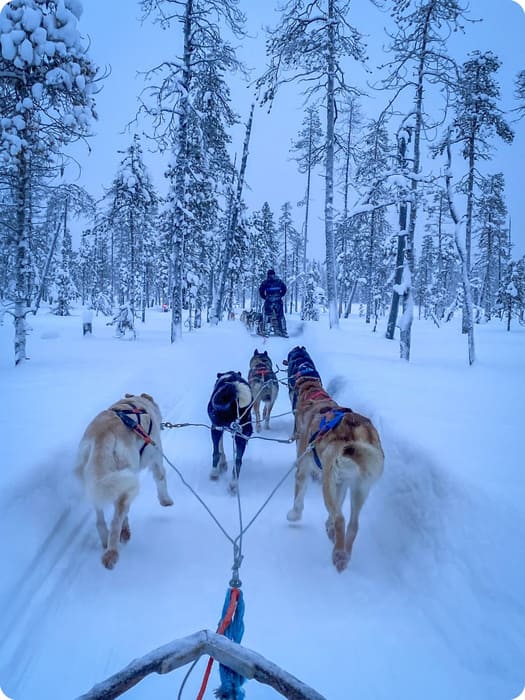 Dogsledding Finland