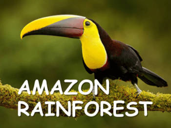 Toucan Amazon