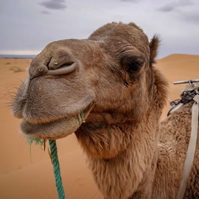 Morocco Camel Sahara